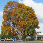 Liriodendron- Cambridge Tree Trust